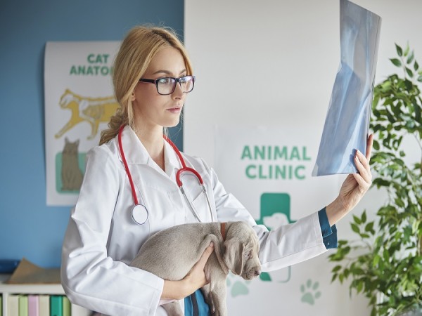 OET Veterinary Science - pachet lunar - Mediu